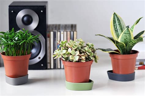 放辦公室的植物 房間適合種什麼植物